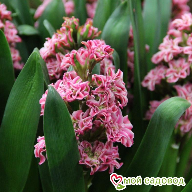 Гиацинт Дабл Эрос махровый