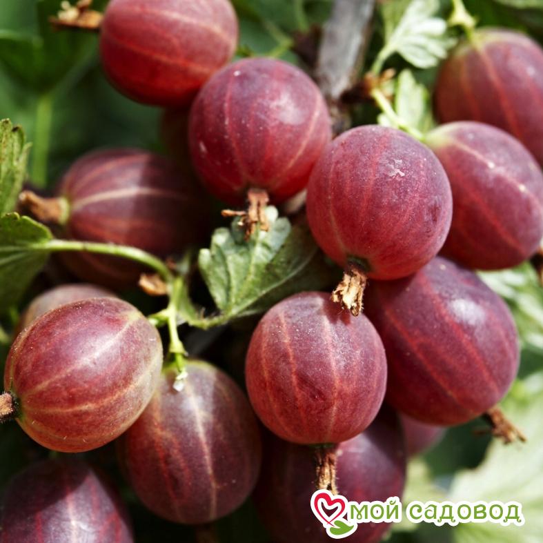 Крыжовник Неслуховский