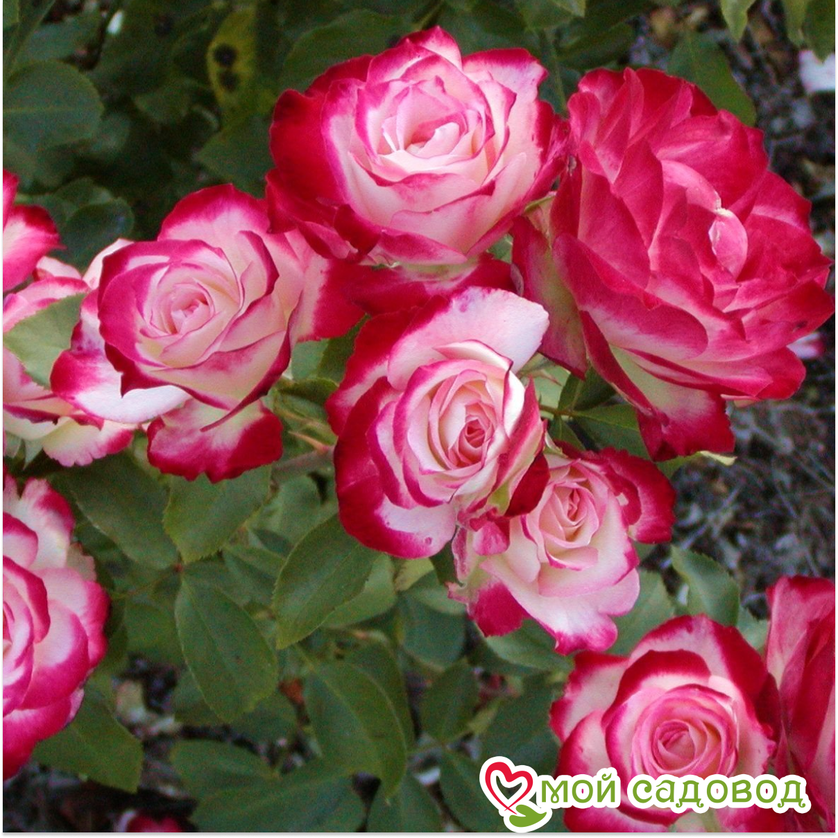 Роза флорибунда Черри парфе