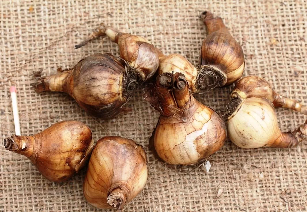 Нарцисс Царская Особа